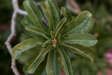 tree green leaves flower