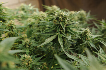 Cannabis blooming flowers close-up. Marijuana bush with big trichomes on buds. Adult ganja plant. Strain Gorillla Glue.