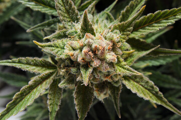Flowering cannabis buds before harvest, macro photo of a potted plant, growing at home. Marijuana...