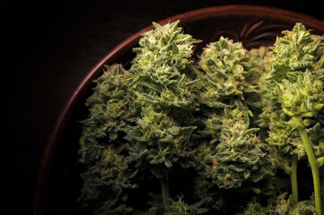Cannabis drying and curing. Hemp buds in a dish. Marijuana flowers on black background. Weed...