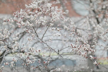 blooming apricot blooms and pleases everyone around