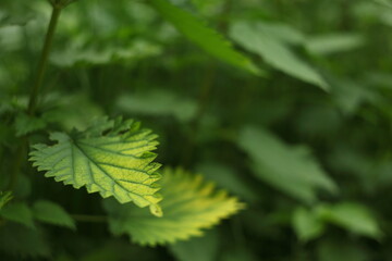 Gradient leaf of nettle
