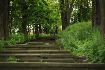 Stairway in the forest      