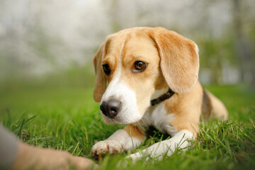 beagle puppy in the blossom nature park with flowers