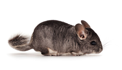 Little gray chinchilla.