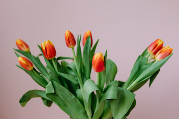 beautiful red tulips on a light pink background, a European florist prepares a bouquet of tulips for a holiday or birthday, March 8 or Mother's Day, flowers as a gift, a bouquet in a vase. A floral