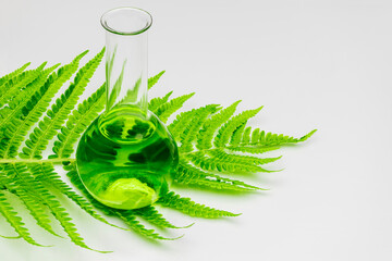 A glass laboratory test tube stands on a leaf of a young fern on a white background. Biotechnology research concept. Natural natural oils. Close-up. copy space.