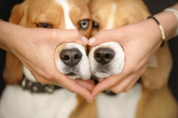 beagle puppys in the hands of a heart