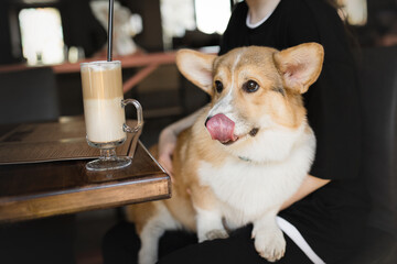corgi dog in dog-friendly gastrobar with cup of coffe