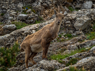 Naklejka na ściany i meble Alpine ibex in Vercors, South French Alps