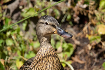 young female mallard swiming in the pond with natural green bank in the background