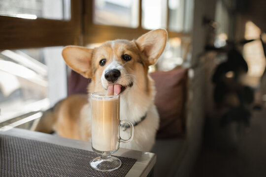 Cute pembroke welsh corgi dog drinking coffee latte glass cup in cafe table funny puppy licking foam restaurant interior pet friendly place window warm light morning breakfast concept