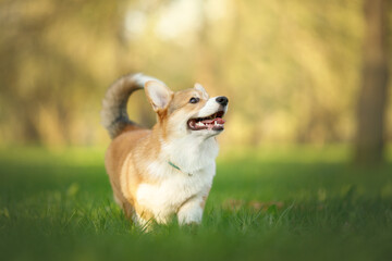 happy corgi puppy running in the green sunny nature