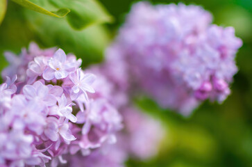 Obraz premium Branch of blossoming purple lilac on a sunny day