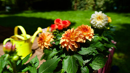 Stars and rooster flowers. Garden ornamental flowers. Annual flowering plants.
