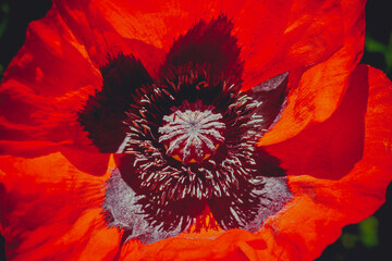 Dark red, burgundy thin textured poppy petals