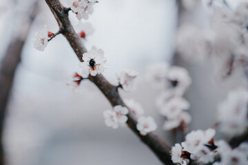 blooming apricot blooms and pleases everyone around