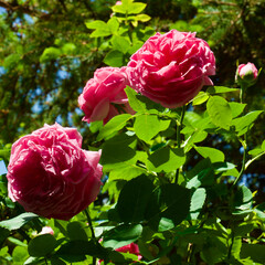 Fragrant pink rose bush in the garden.