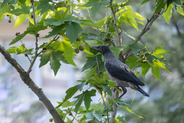 crow among tree branches and leaves, raven - bird, plane tree 