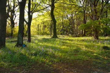 森に優しい斜光が入る様子