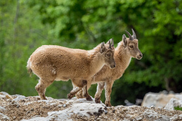 Naklejka na ściany i meble young alpin ibex in mountain