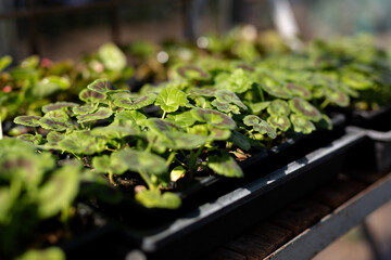 Vegetable plant saplings germinating in a greenhouse. Home grown, self sufficient, organic concept