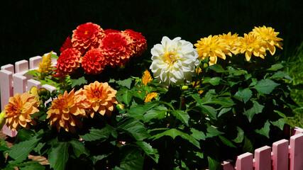 Stars and rooster flowers. Garden ornamental flowers. Annual flowering plants.
