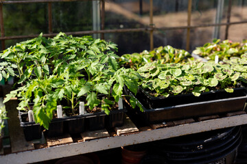 Vegetable plant saplings germinating in a greenhouse. Home grown, self sufficient, organic concept