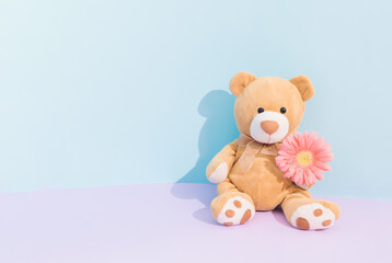 A newborn baby boy concept. Cute teddy bear sitting and hold beautiful blooming pink gerbera flower. Pastel purple and pastel blue background.