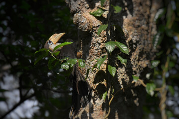 White-throated Brown Hornbill, Austen's brown hornbill in nature, Khao Yai National Park, Thailand.