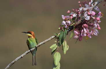Obraz premium Chestnut-headed Bee-eater Head to back, orange, black eye band, neck and chest, bright yellow chest with small black and orange stripes, green body. Sticking to the branches.