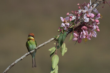 Chestnut-headed Bee-eater Head to back, orange, black eye band, neck and chest, bright yellow chest with small black and orange stripes, green body. Sticking to the branches.