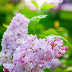 Branch of blossoming purple lilac on a sunny day