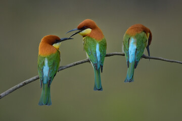 Chestnut-headed Bee-eater Head to back, orange, black eye band, neck and chest, bright yellow chest with small black and orange stripes, green body. Sticking to the branches.