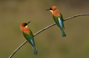 Chestnut-headed Bee-eater Head to back, orange, black eye band, neck and chest, bright yellow chest with small black and orange stripes, green body. Sticking to the branches.