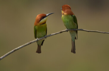 Chestnut-headed Bee-eater Head to back, orange, black eye band, neck and chest, bright yellow chest with small black and orange stripes, green body. Sticking to the branches.