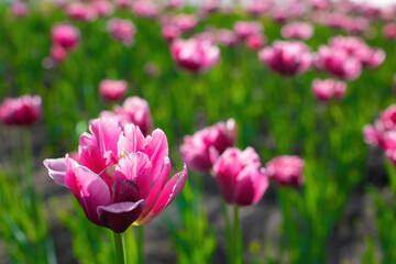 Field pink flower tulip close up on a blurred background