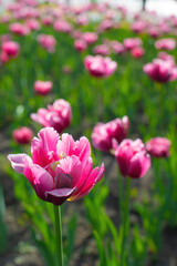 Field pink flower tulip close up on a blurred background