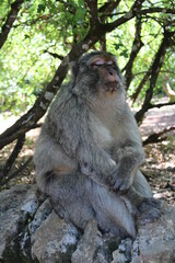 Singe qui médite