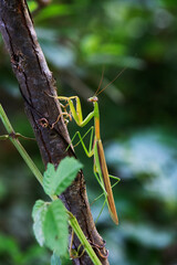 桜の木の枝を移動するオオカマキリ1