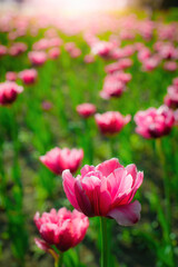 Fototapeta premium Field pink flower tulip close up on a blurred background