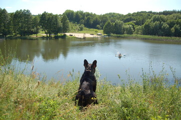 dog on the lake