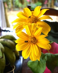 yellow flowers in the garden