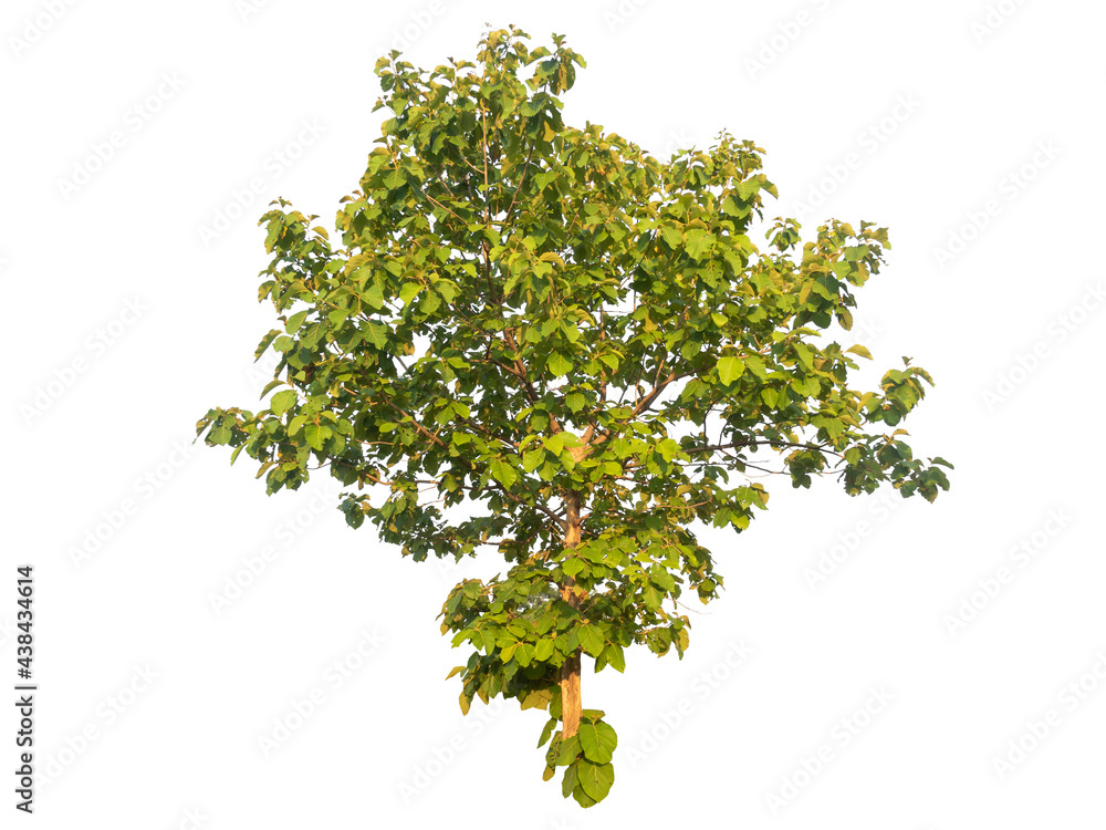Poster isolated tree on white background