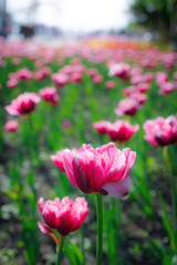 Field pink flower tulip close up on a blurred background
