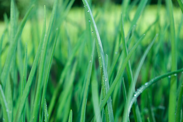 Young green onion plants in the field. Green onion are grown in plantation. Green onions, bunches tied. Rows of Onions. organic young green onion plants growng in a greenhouse