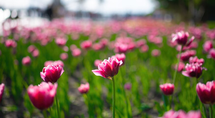 Field pink flower tulip close up on a blurred background