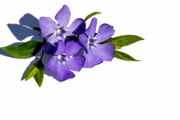 Flower arrangement of blue blooming inflorescences for holiday congratulations on an isolated white background.