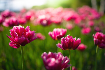 Field pink flower tulip close up on a blurred background