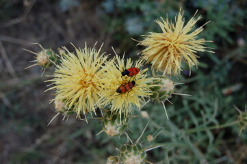 bee on a flower